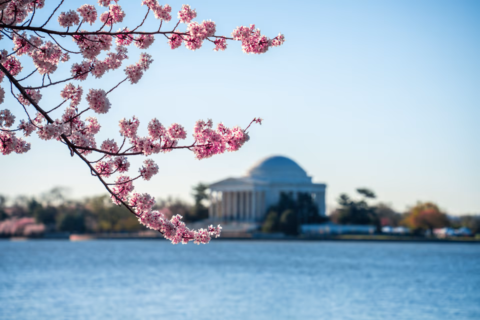 Pink cherry blossoms framing the Jefferson Memorial across the Tidal Basin