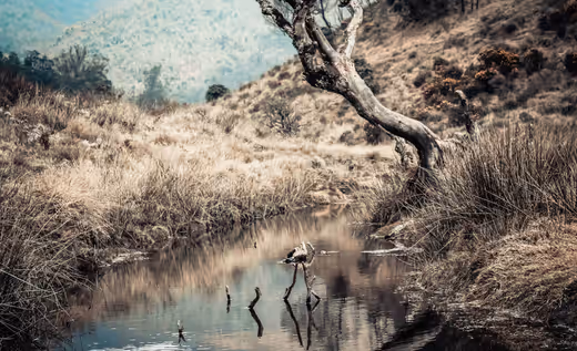 Serene Grasslands