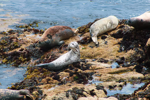 Sea Lion Pup