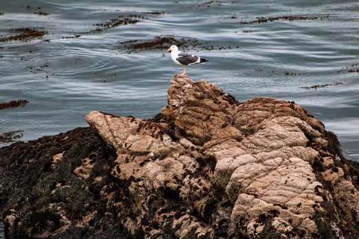 The Seagull