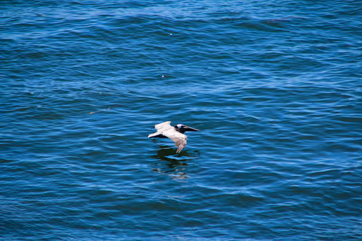 The Cruising Gannet