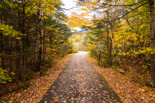 Autumn's Canopy