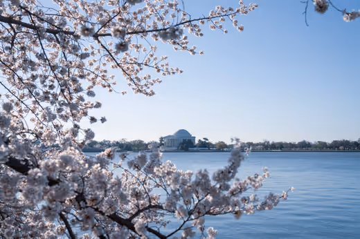 Cherry Blossoms Framing the Tidal Basin