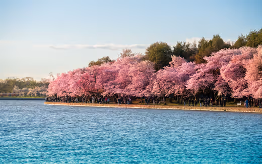 Pink Cherry Trees Along the Tidal Basin
