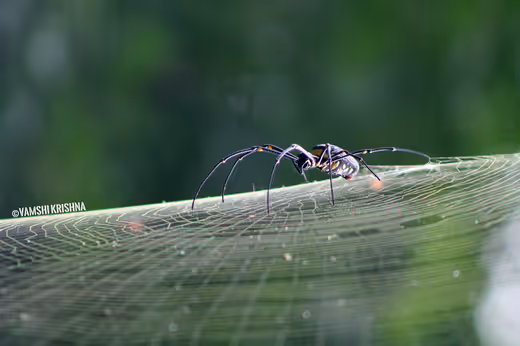 Golden silk orb-weaver: Nephila Pilipes